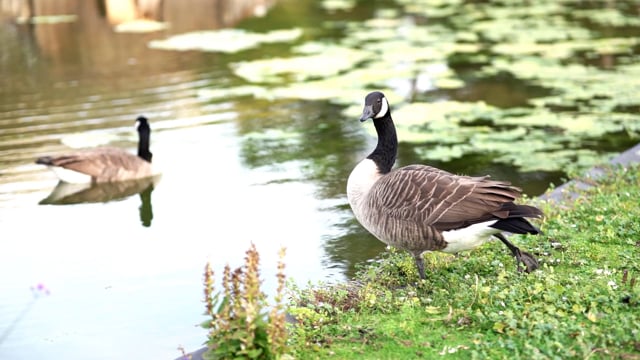 Birds, Geese, Grass. Free Stock Video - Pixabay