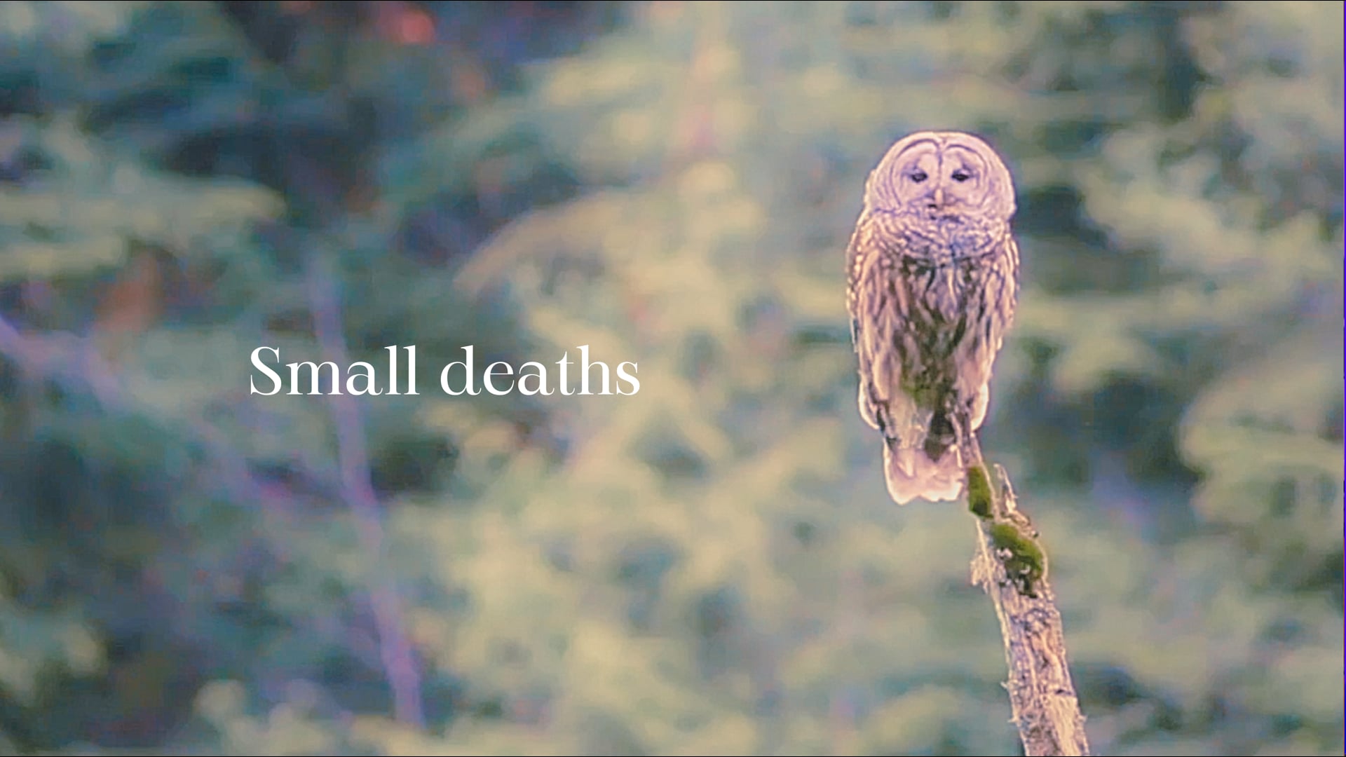 SMALL DEATHS