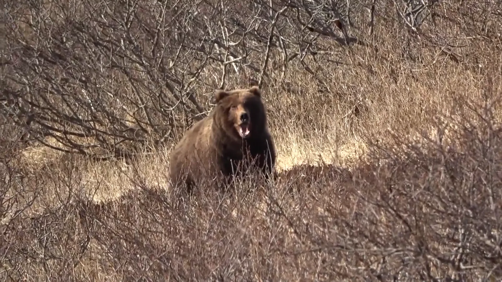 Brown Bear Hunting in Alaska on Vimeo