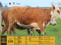 Lote 128