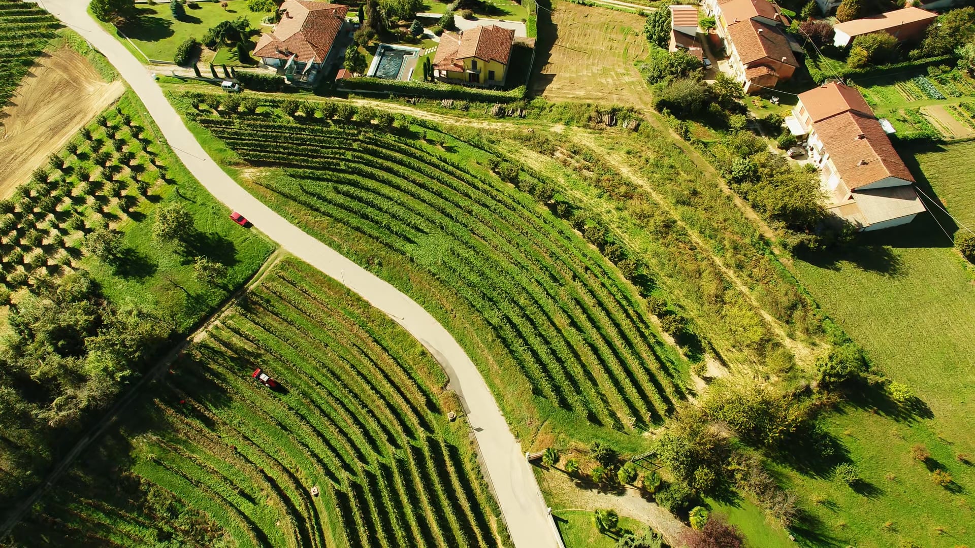 Vendemmia Nebbiolo - Nebbiolo harvest