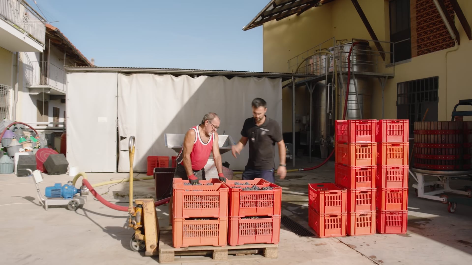 Pigiatura nebbiolo 2023 - Nebbiolo grape pressing