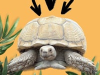 Tortoise