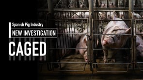 Behind Closed Doors: Shocking Secrets of the Spanish Pig Industry