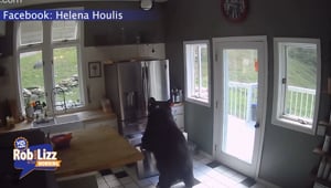 This Bear Stole WHAT