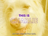 Charlie Video