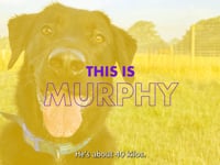 Murphy Video
