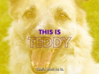 Teddy Video