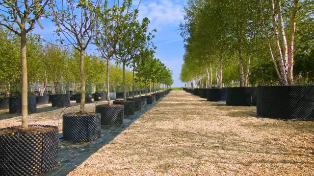 Air-Pot<sup>®</sup> - Deepdale Trees