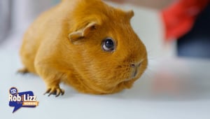 Student Names His Guinea Pig After Him