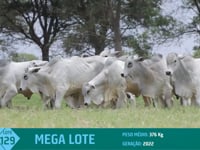 Mega Lote 129