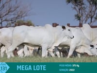 Mega Lote 131