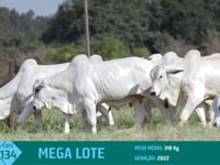 Mega Lote 134