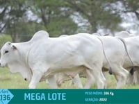 Mega Lote 136