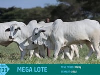 Mega Lote 139