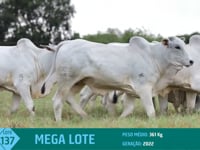 Mega Lote 137