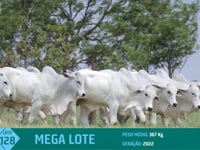 Mega Lote 128