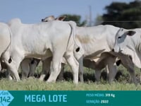 Mega Lote 142