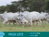 Mega Lote 141