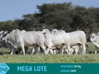 Mega Lote 140