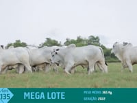 Mega Lote 135