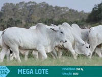 Mega Lote 132