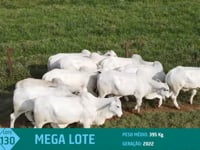 Mega Lote 130