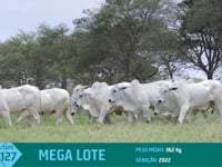 Mega Lote 127