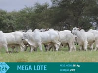 Mega Lote 126