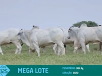 Mega lote 125