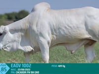 Lote 85
