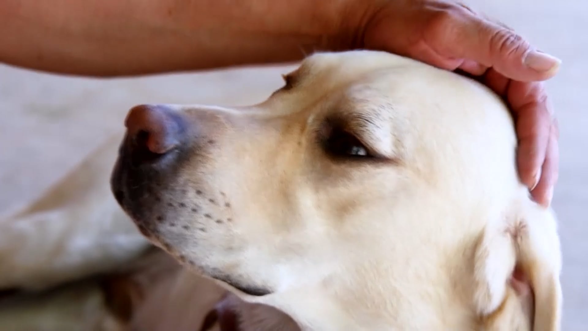 Guide Dogs for the Blind 2018