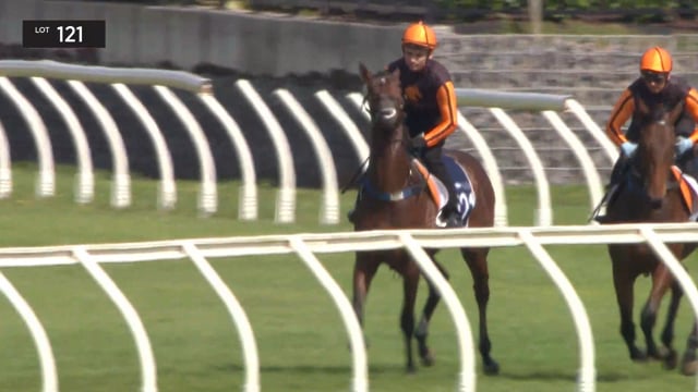 Lot 121