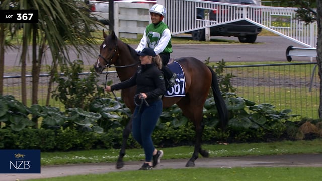 Lot 367