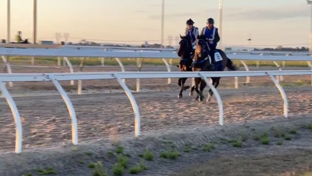 Russian Revolution x Crimson And Clover 21 Colt - Track Work with Peter Moody