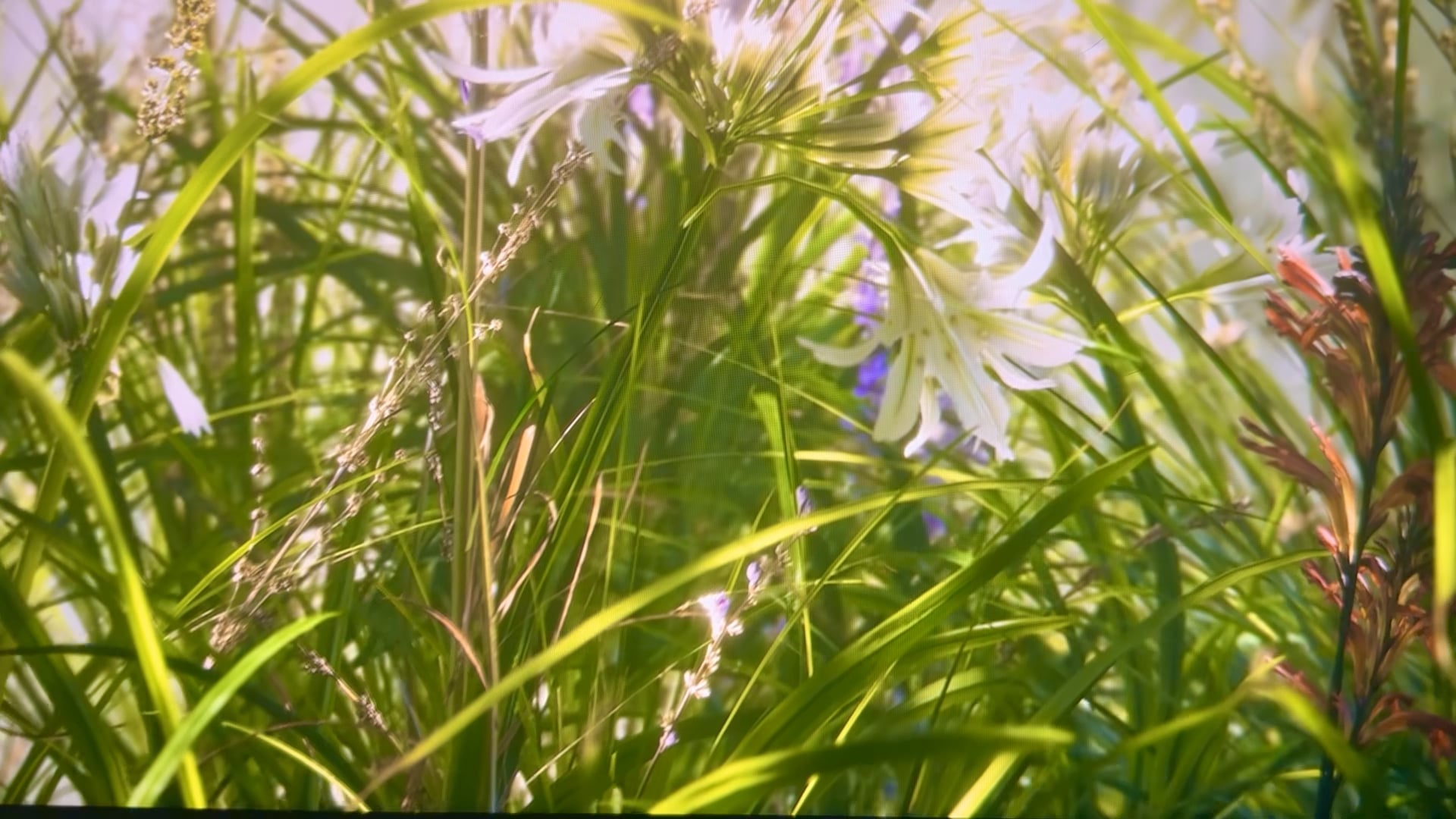 Professional Landscaping Services Lago Vista Landscapes & Design