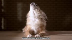 Research Suggests 4 Types of Separation Anxiety in Dogs