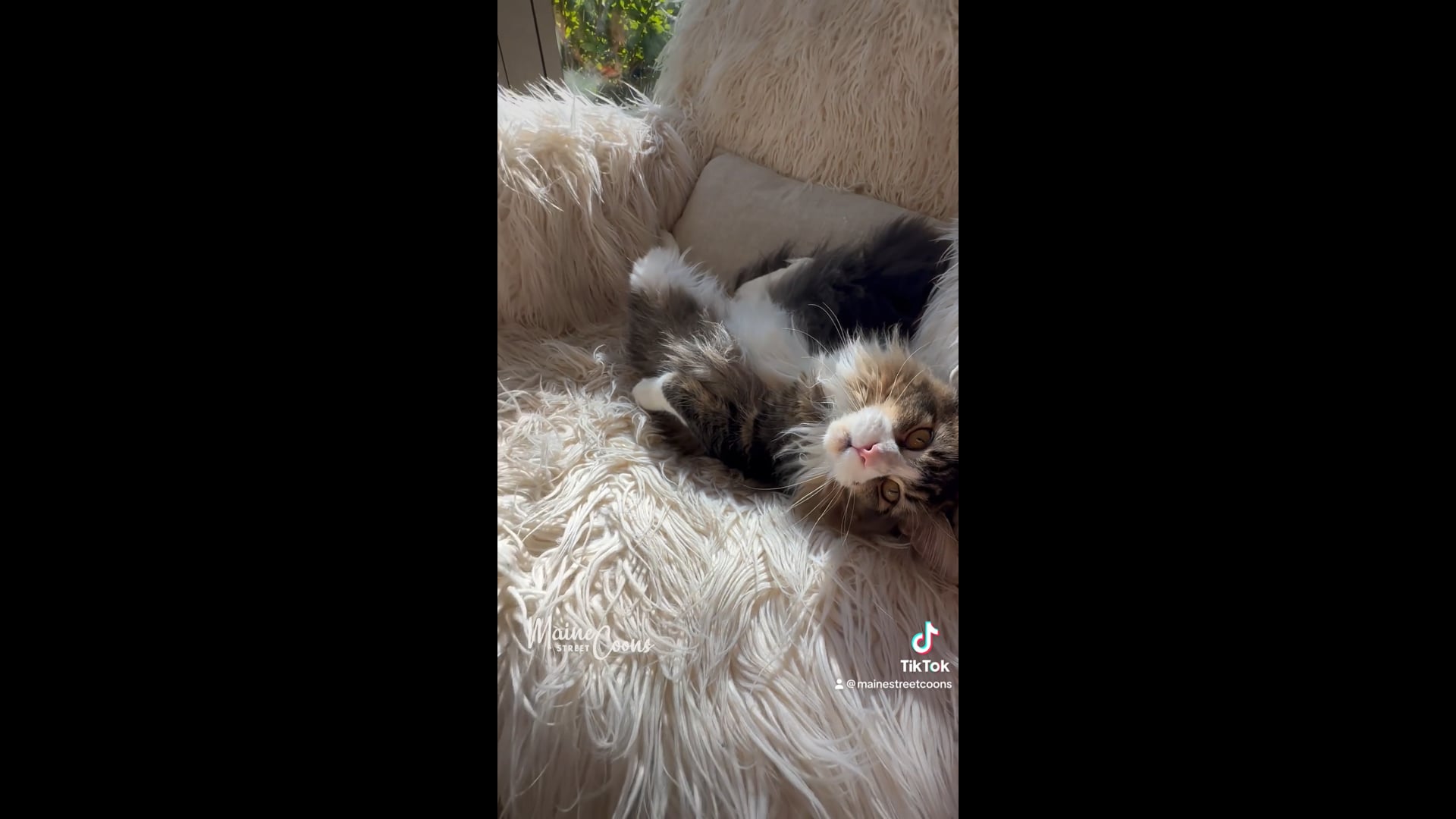 Kitten Development