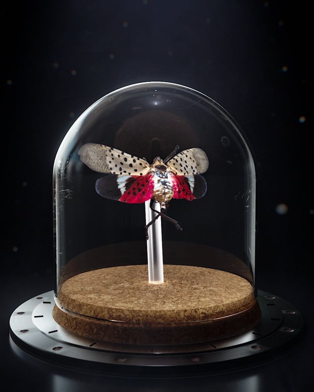 3D Artwork – Spotted Lantern Fly
