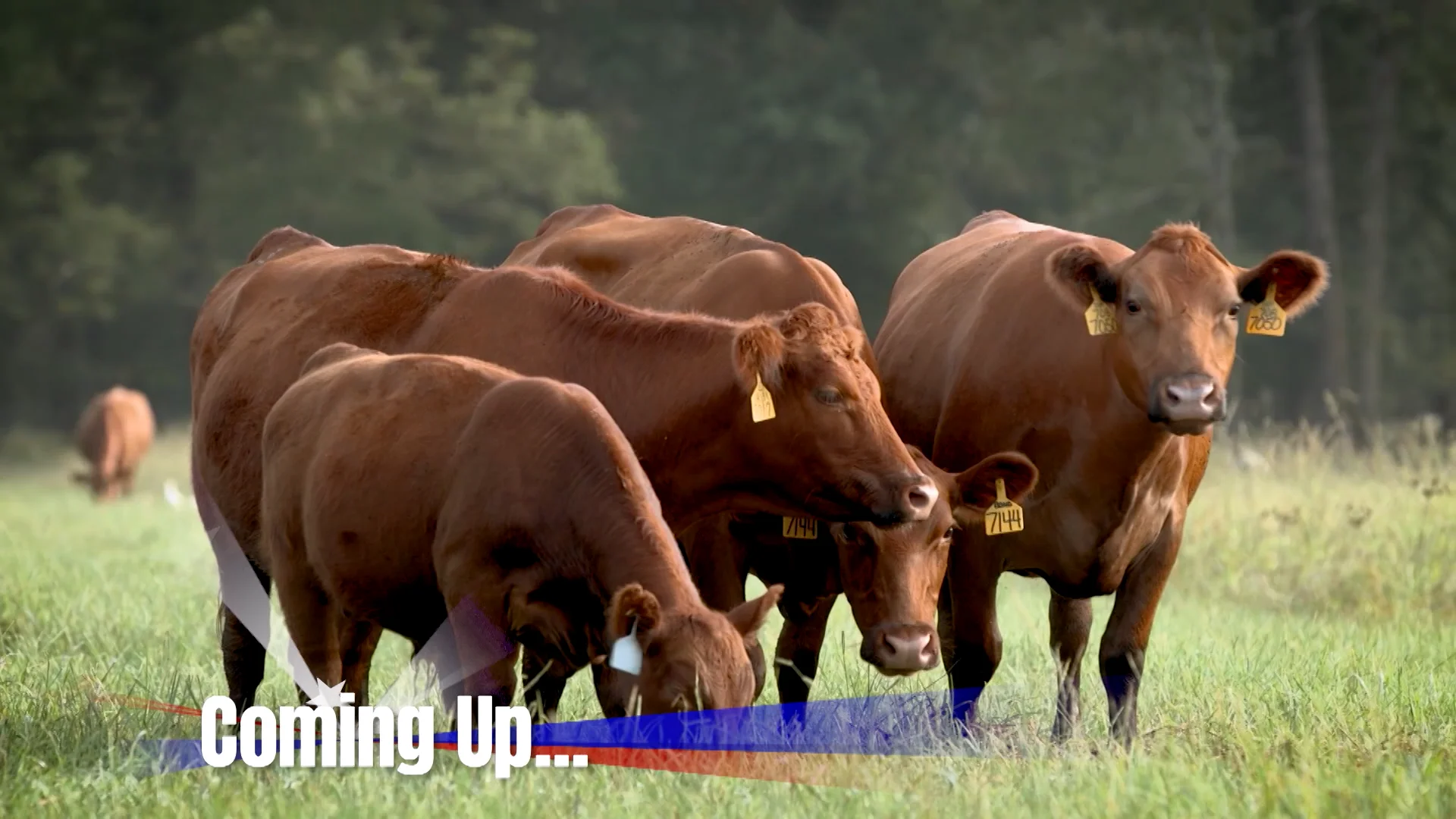 Red_Angus_Association_of_America-The_American_Rancher-09-18-2023 on Vimeo
