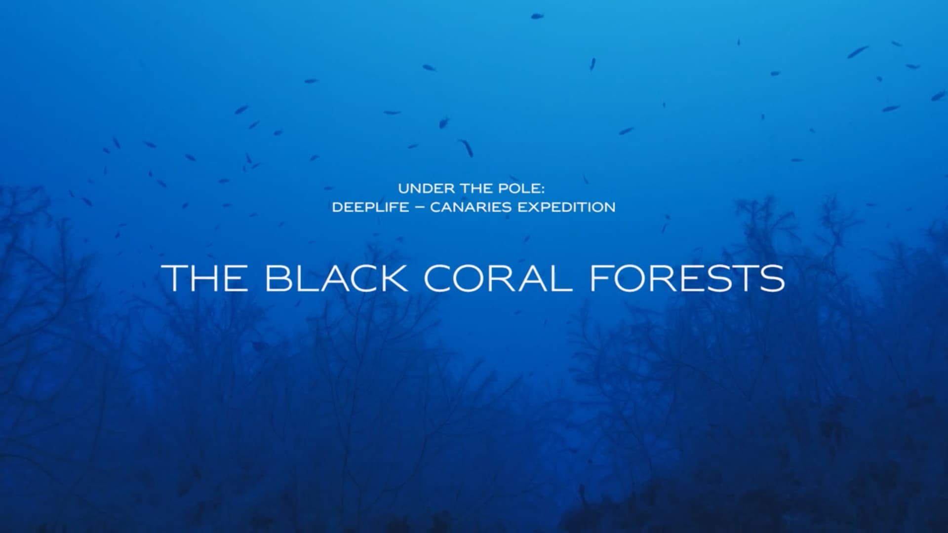 Wonders of the Black Coral Forest
