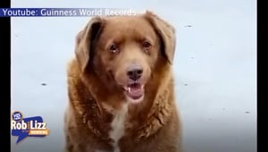 World's Oldest Dog Passes Away