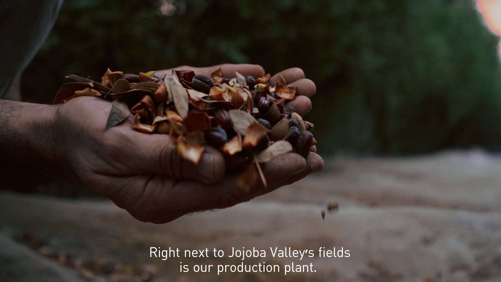 Episode 4 || Jojoba Valley Factory & Products