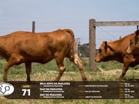 Lote 71