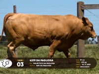 Lote 03