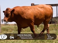 Lote 04