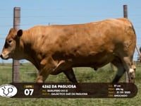 Lote 07