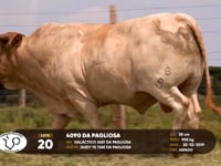 Lote 20