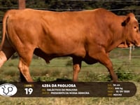 Lote 19