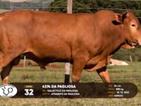 Lote 32